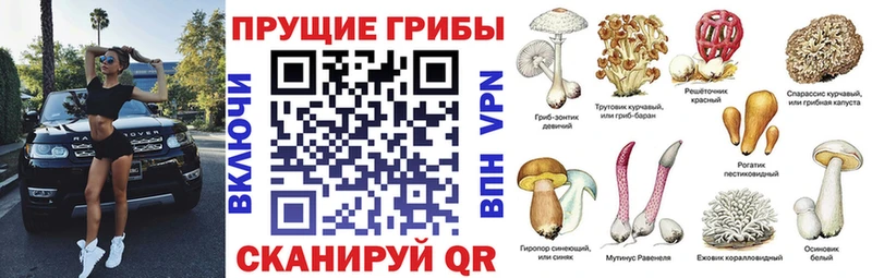 darknet формула  купить наркоту  Краснознаменск  Галлюциногенные грибы мицелий 